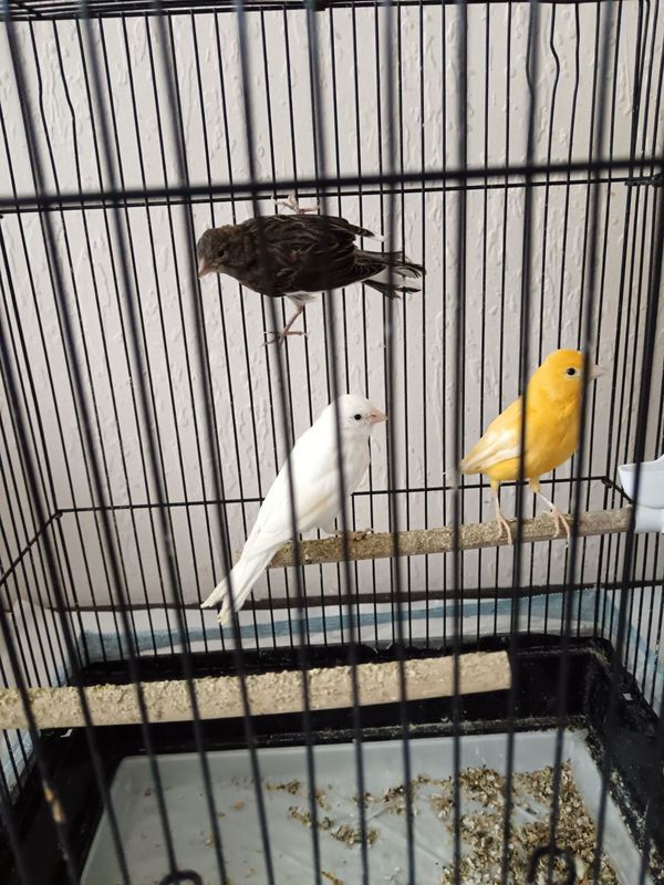Narla sotiladi maladoyla va kota qushla Narla sotiladi maladoyla va kota qushla
