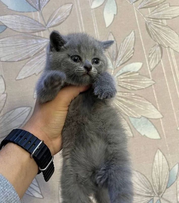 Scottish fold 1.5 месячный котенок