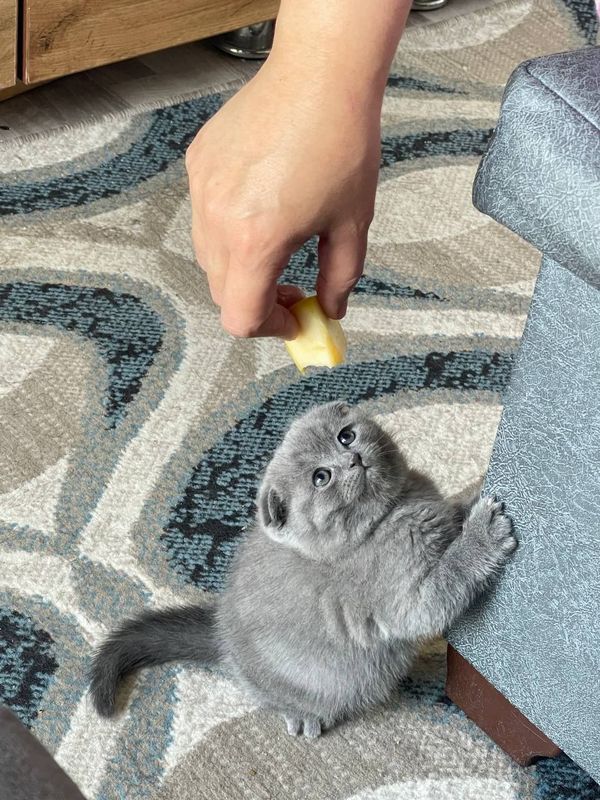 зоти тоза мушук 2 ойлик фолд