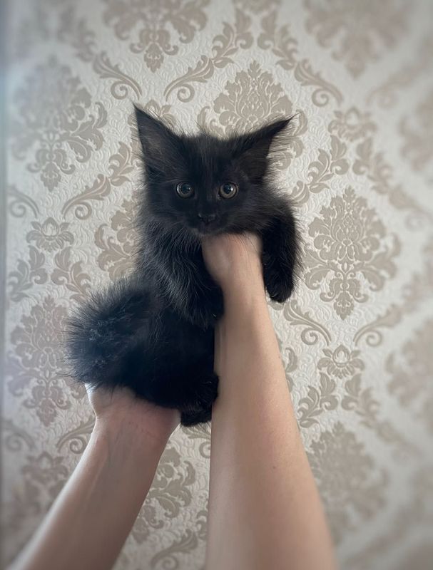 Котёнок в добрые руки Котёнок в добрые руки