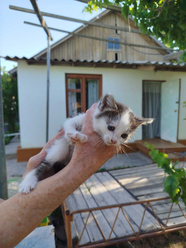 Котёнок в добрые руки Котёнок в добрые руки