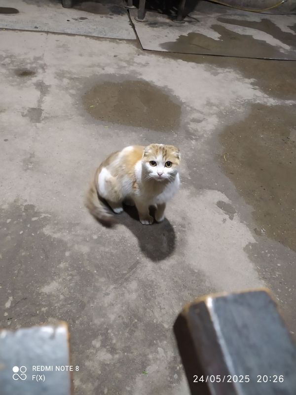 scottish fold 200$ kelishiladi scottish fold 200$ kelishiladi