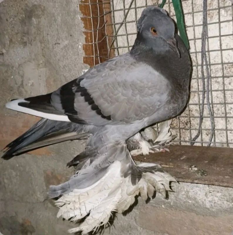 zor zotli zor zotli