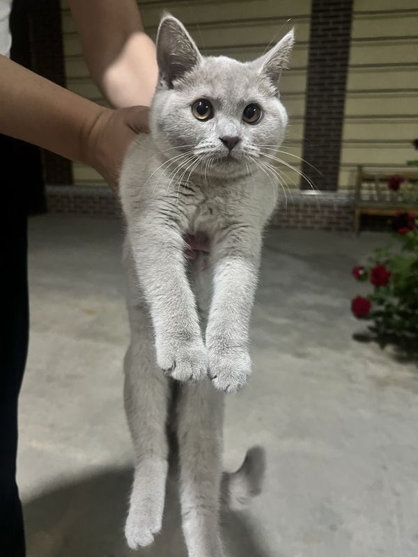 Mushuk british shorthair Mushuk british shorthair