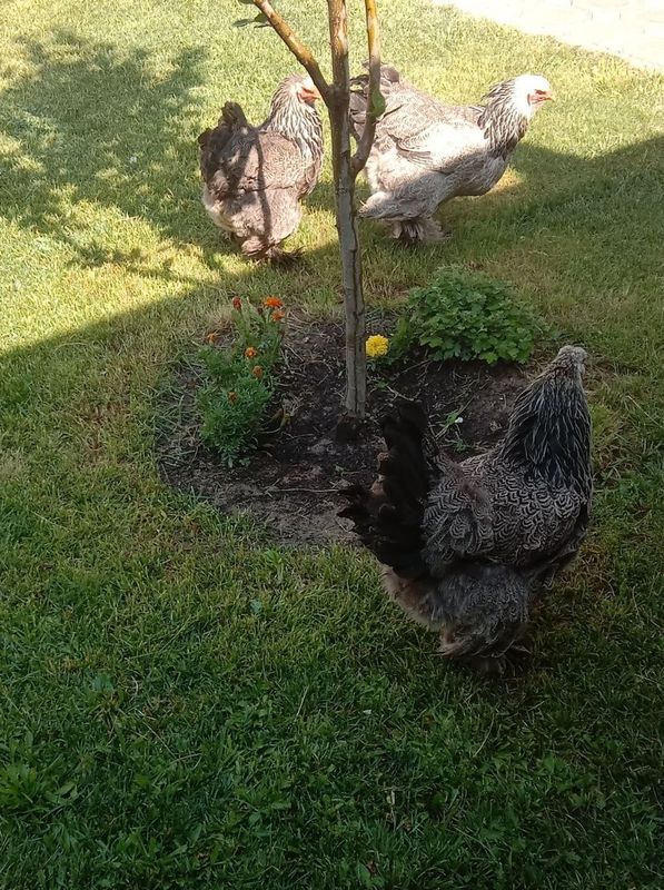 Brama tovuq sotiladi 3 ta Brama tovuq sotiladi 3 ta