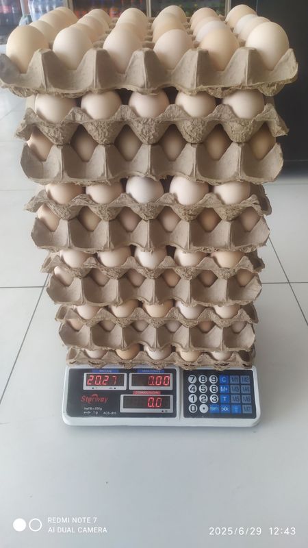 Optom Tuxum Sotiladi Optom Tuxum Sotiladi