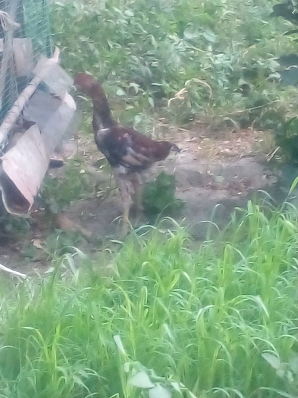 Kulangi xo'roz Kulangi xo'roz