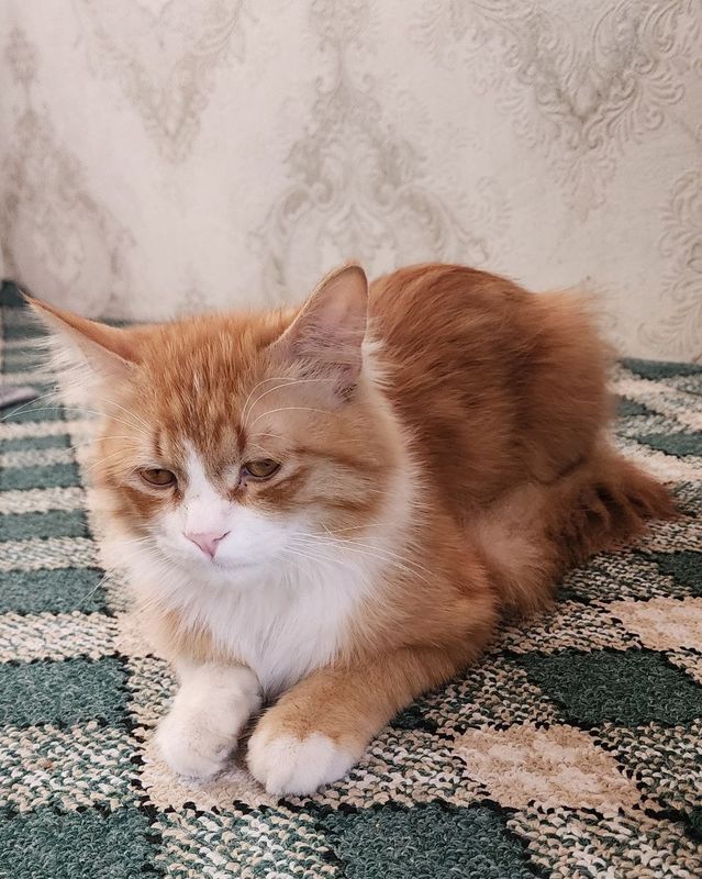 Mushik sotiladi toza zot KORALEVISKI Mushik sotiladi toza zot KORALEVISKI