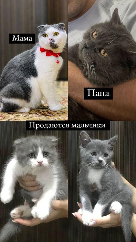 Продаю котят