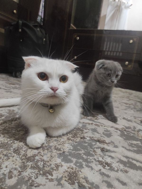 Чистокровный котята Чистокровный котята