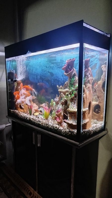akvarium sotiladi hamma narsasi bilan akvarium sotiladi hamma narsasi bilan