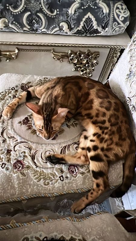 bengalski mushu sotiladi