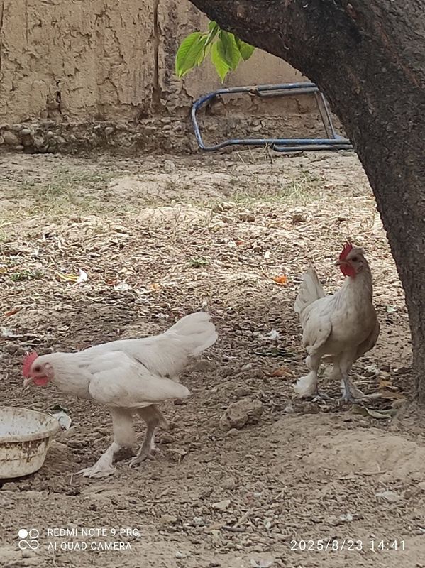 Yapon xorozla sotiladi 2 ta Yapon xorozla sotiladi 2 ta