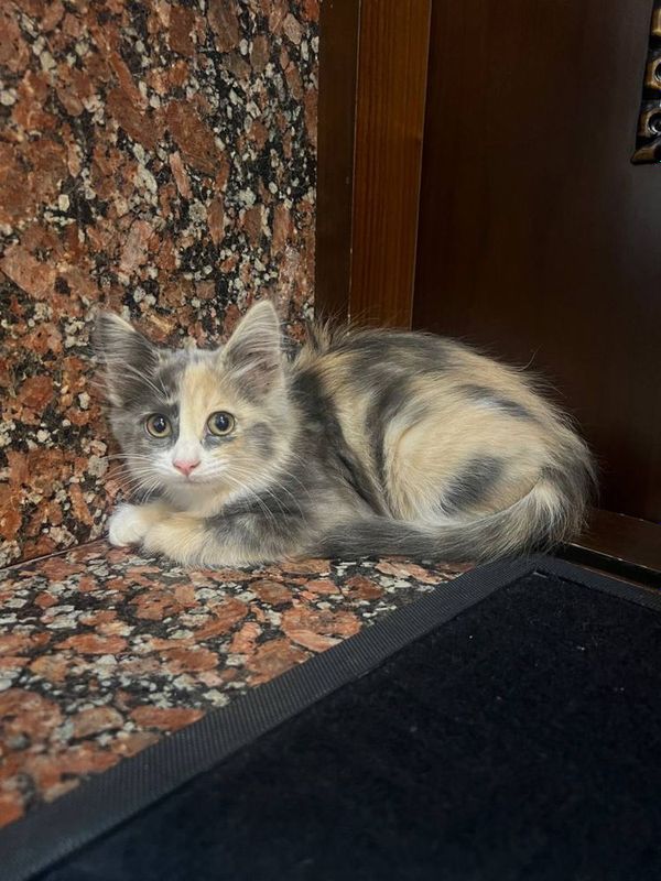 Пародия : трехцветная кошка домашняя Пародия : трехцветная кошка домашняя
