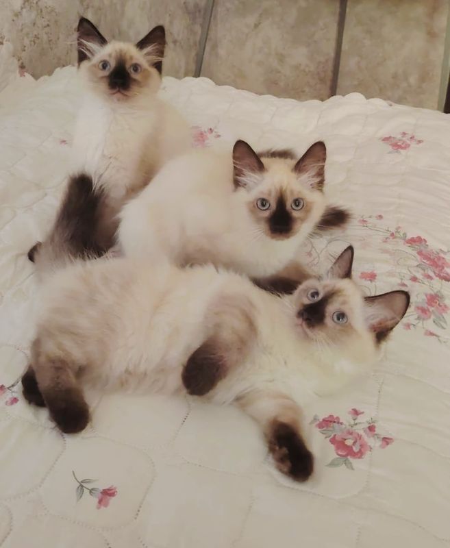 Сиамские котята, мальчики и девочки Сиамские котята, мальчики и девочки