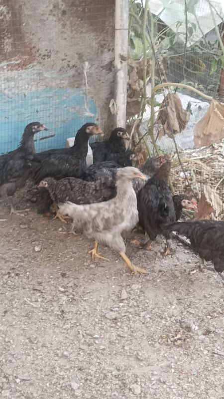 Jojalar 5oylik vaksina Jojalar 5oylik vaksina