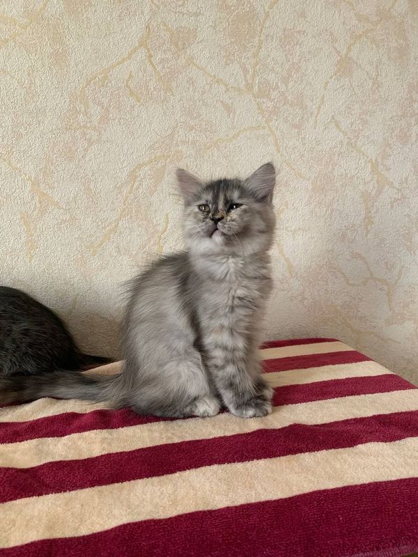 Срочно Продаётся Шотландских мальчики и девушки