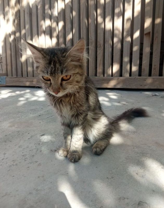 Mushukcha Hadya Qilinadi Mushukcha Hadya Qilinadi
