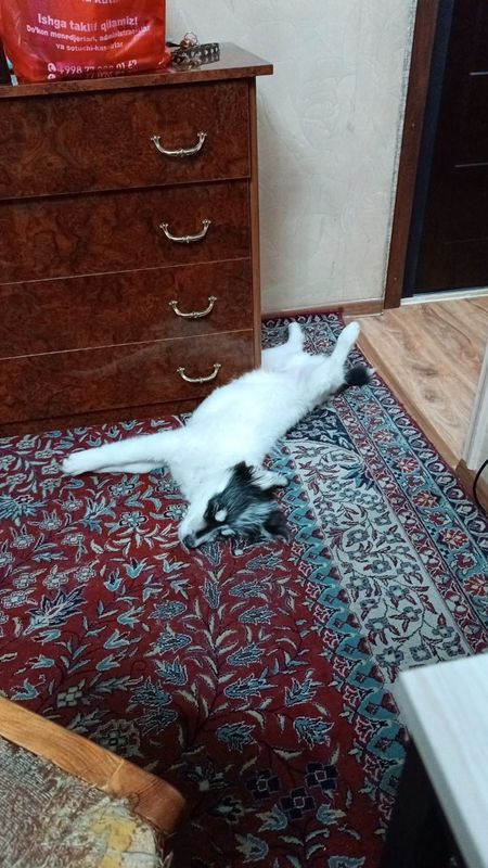 Срочно, пристраивается щенок Срочно, пристраивается щенок