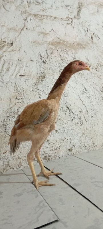 Toza makiyonchala sotiladi Toza makiyonchala sotiladi