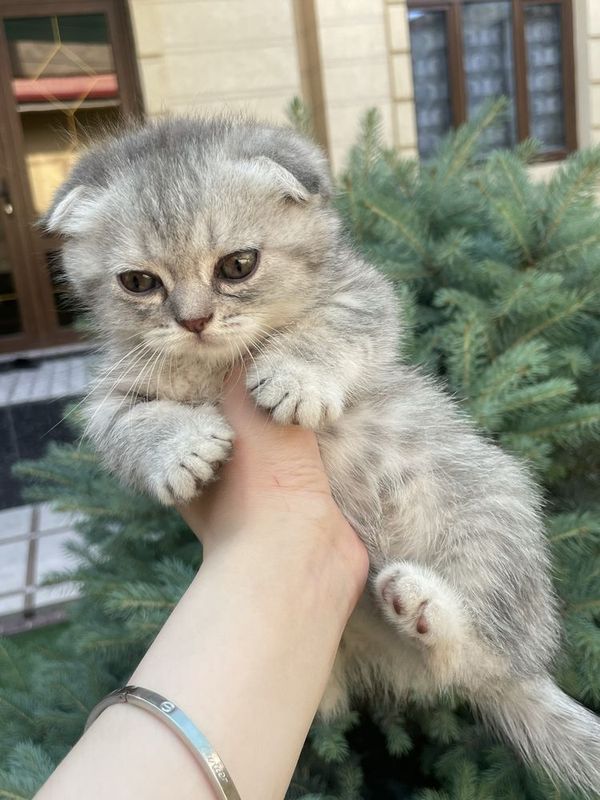 Mushuk skotsh fold , кошка котик скотш фолд