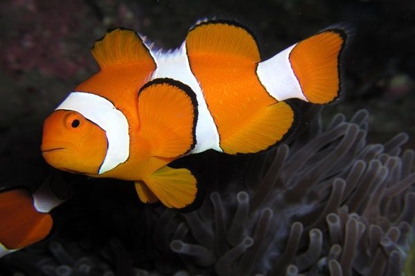 Морские рыбки разные Морские рыбки разные