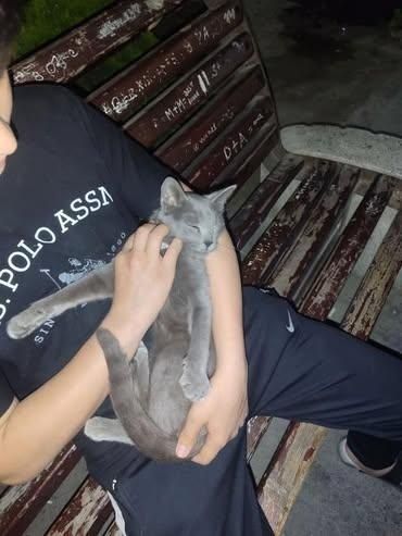 Mushuk biritan toza Mushuk biritan toza