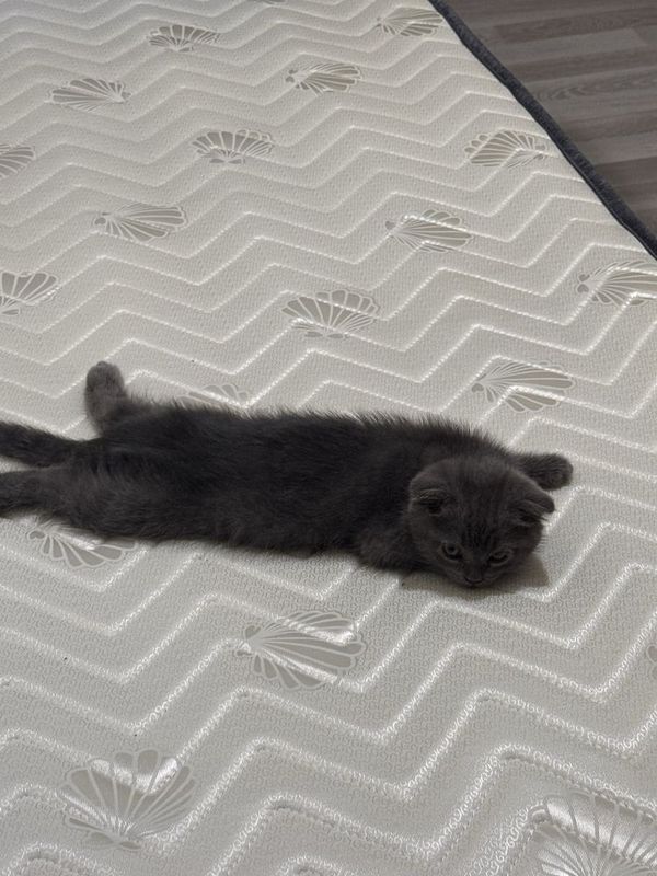 продается котенок. продается котенок.