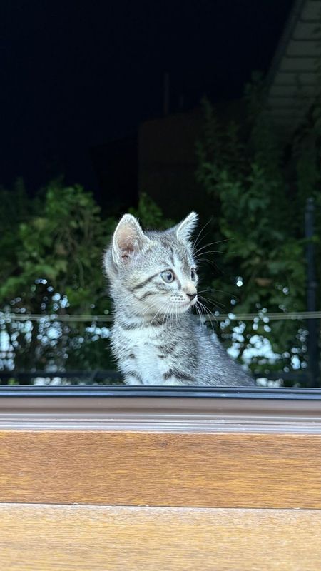 Котенок-mushukcha Котенок-mushukcha