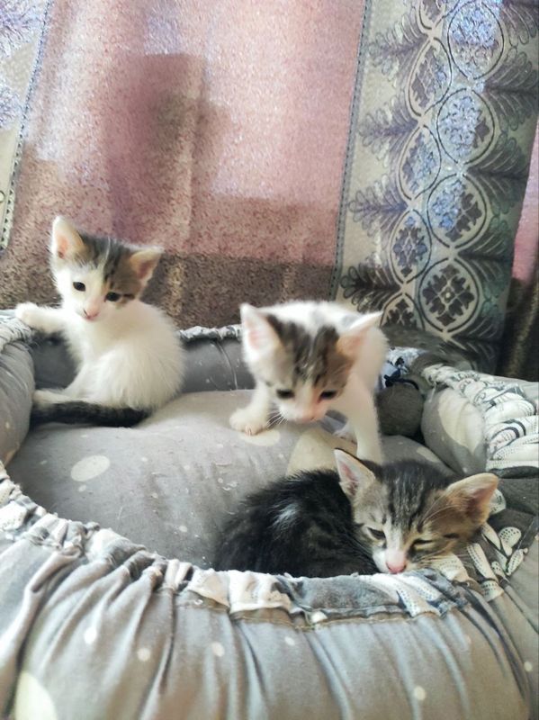Котята только в добрые руки Котята только в добрые руки