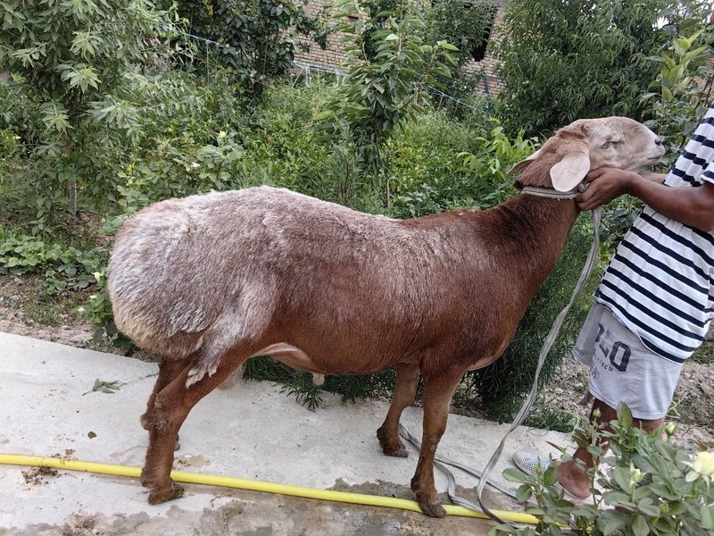 Arashan qochqor zotli qoy