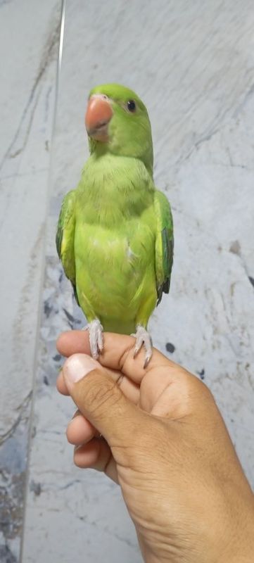 Anjirela popugay Anjirela popugay