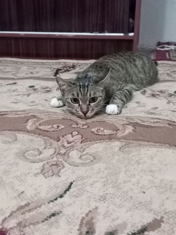 yaxshi aqlli tarbiyalangan yaxshi aqlli tarbiyalangan