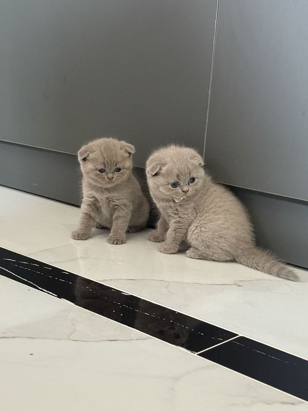 Котята скотиш фолд и страйт Котята скотиш фолд и страйт