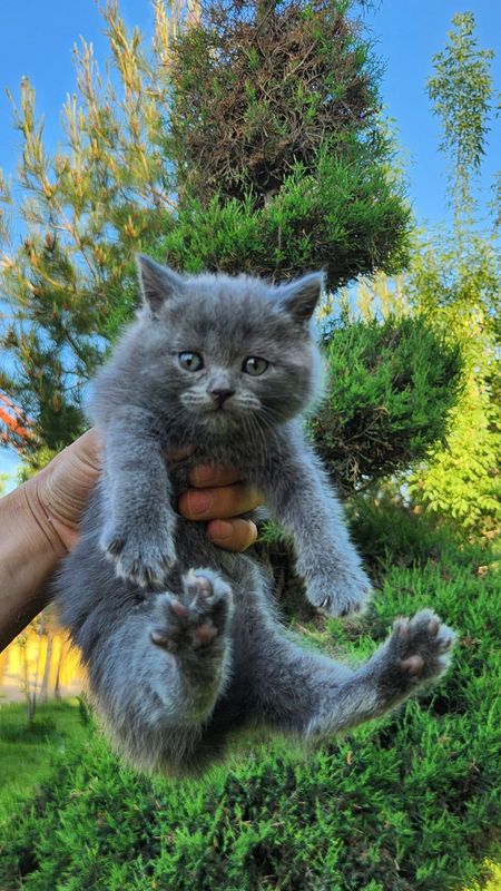 Кошка Скоттиш страйт Кошка Скоттиш страйт