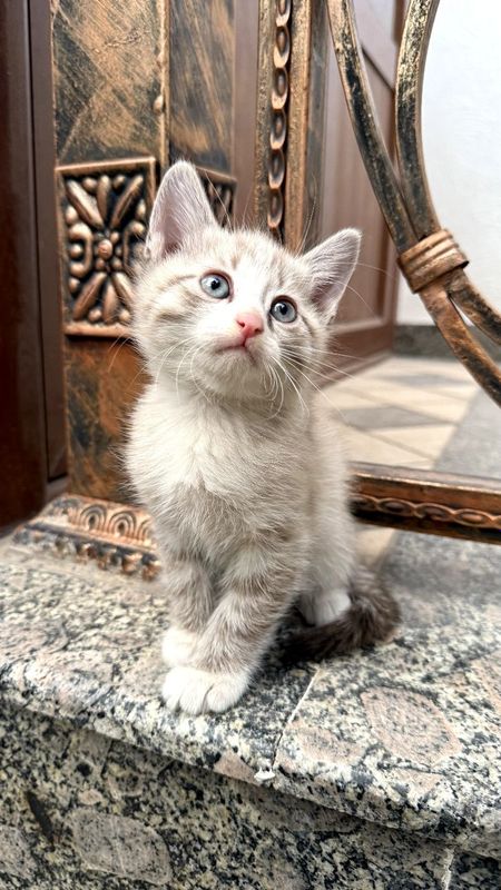 Котёнок. Мушукча Котёнок. Мушукча