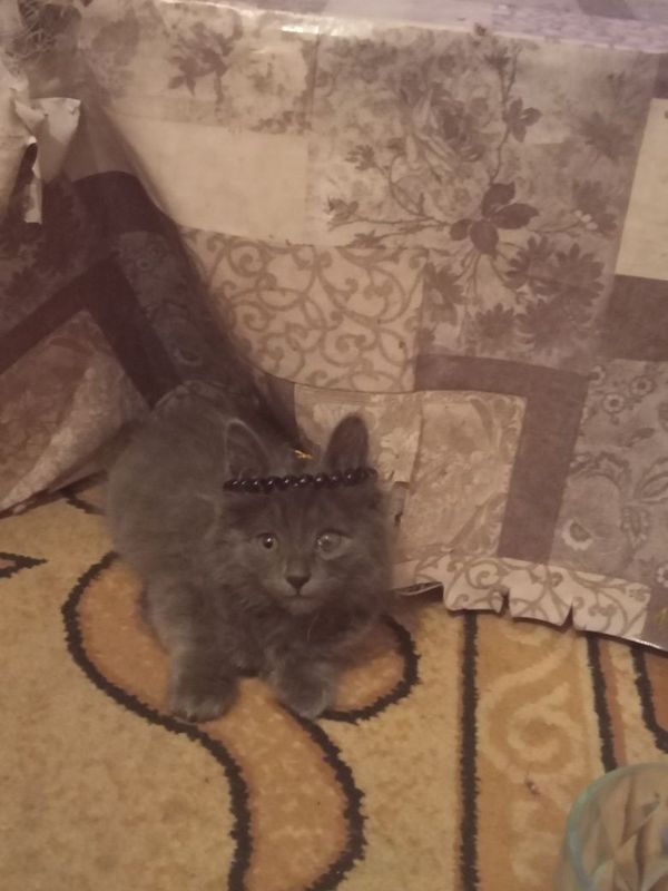 Котенок девочка чистоплотная Котенок девочка чистоплотная
