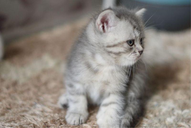 Продаються котята страйт