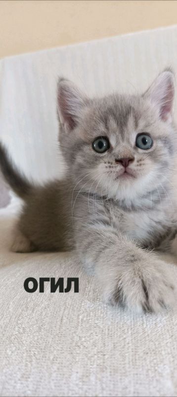 кошка