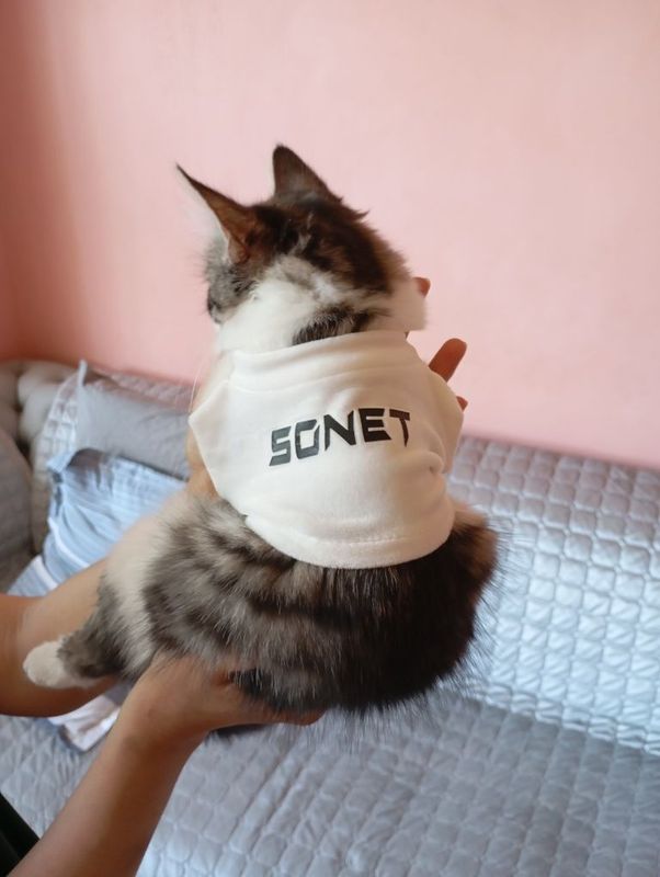 Котенок красивый Котенок красивый