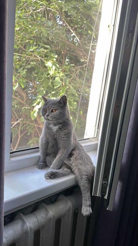 Шотландская прямоухая, Скотиш страйт