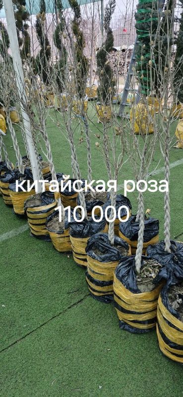 Продается китайская роза