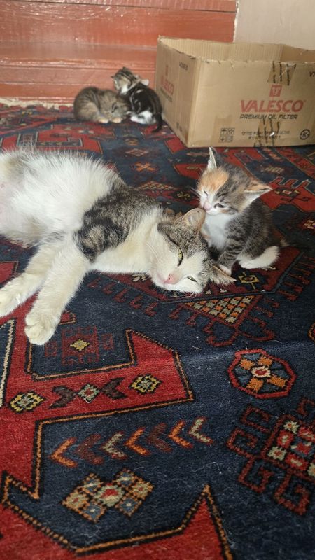 Отдам даром Маленькие Котятки Отдам даром Маленькие Котятки