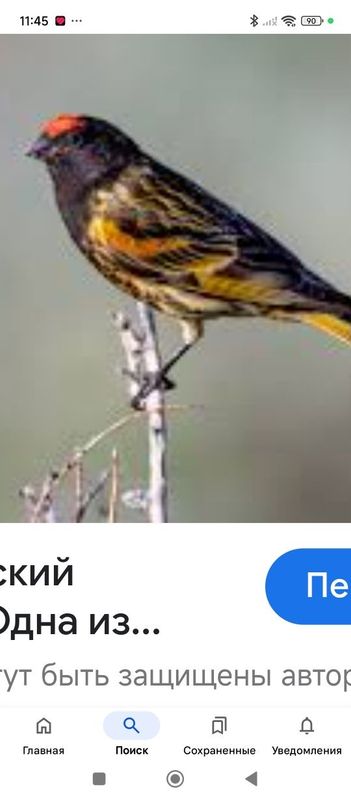 Королёк красношапочный Королёк красношапочный