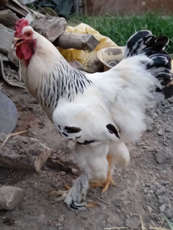 Brama xoʻroz sotiladi