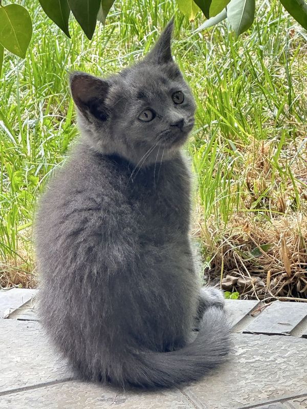 Котенок мальчик шотландец