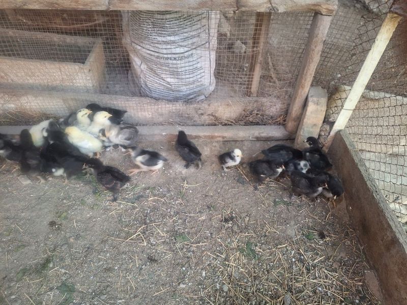 Жерси ва брама жужалари сотилади. 15 кунлик Жерси ва брама жужалари сотилади. 15 кунлик