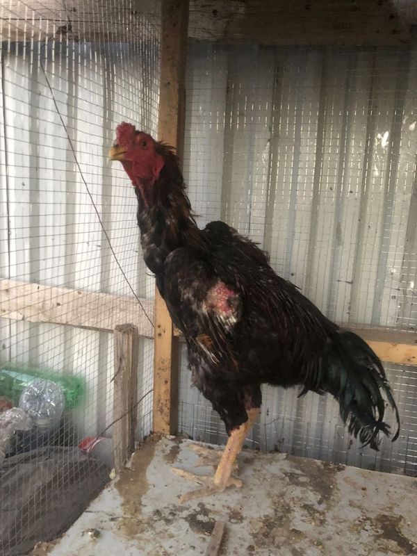 Kulangi xroʻz tulak Kulangi xroʻz tulak