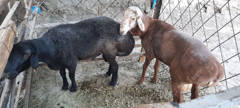 Кучкорлар сотилади Кучкорлар сотилади