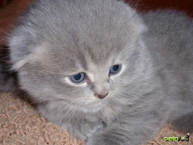 Продаются котята один мальчик одна девочка Продаются котята один мальчик одна девочка